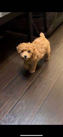 toy poodle