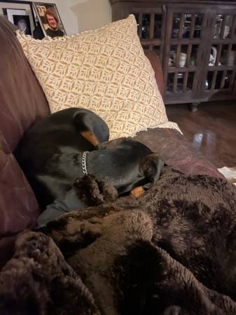 Rehoming 6 month old female Doberman