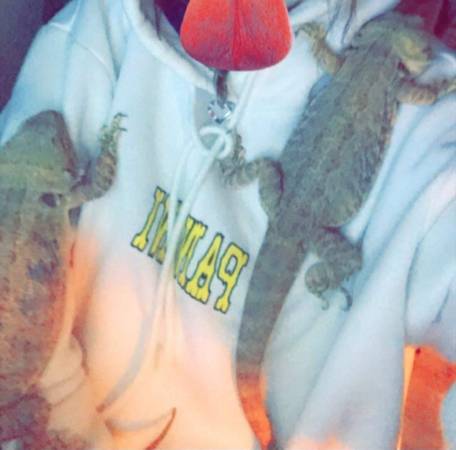 bearded dragons