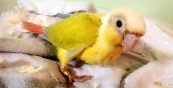 young conures