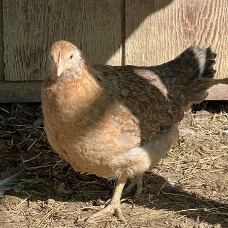 Chickens – Dixie Rainbow Laying hens