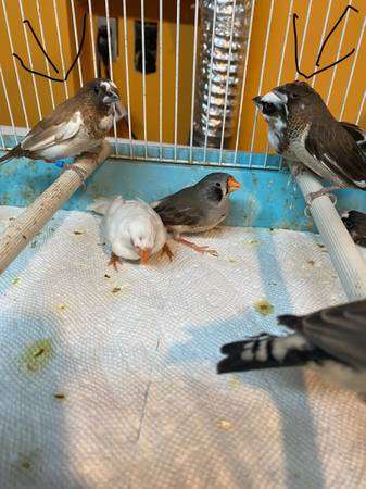 gouldian finches society finches and zebra finches