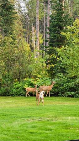 Glacier Park Log Cabin 8-12-8-19 $171