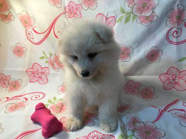 Samoyed