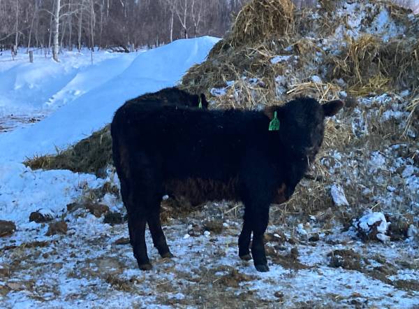 3 Cow calf pairs