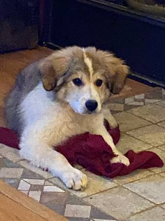 Great Pyrenees and Collie mix