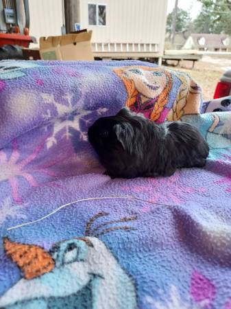 Baby guinea pigs