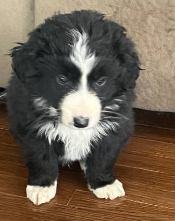 Miniature Australian Shepherd