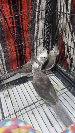 Baby Cockatiels