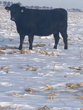 3 and 4 year old bred cows