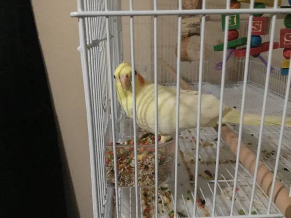 Cockatiel