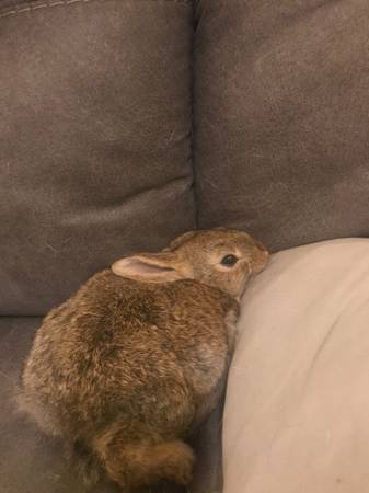 Californian mix rabbits