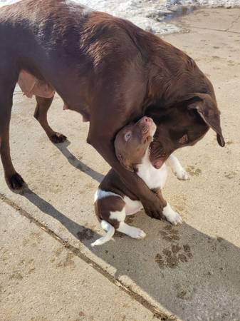 Lab mix puppies