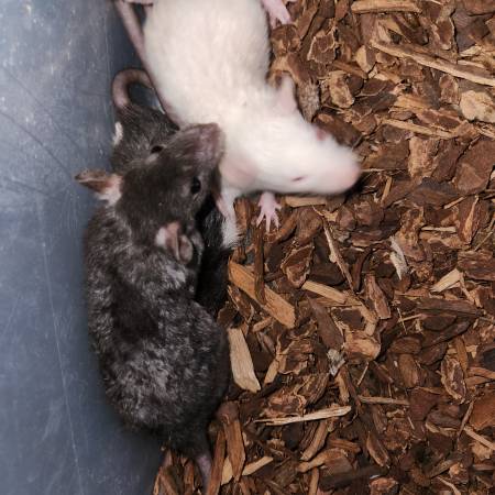 Baby Rats