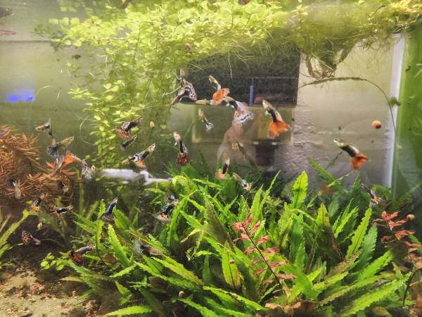 aquarium fish and plants for re- homing