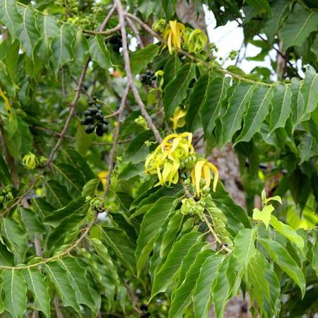 Trees, varieties and more other plants