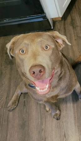 Female Silver Lab