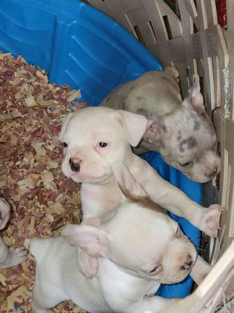 Micro Bully/Frenchie Pups