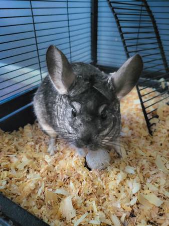 Chinchilla For Sale