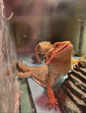 bearded dragons