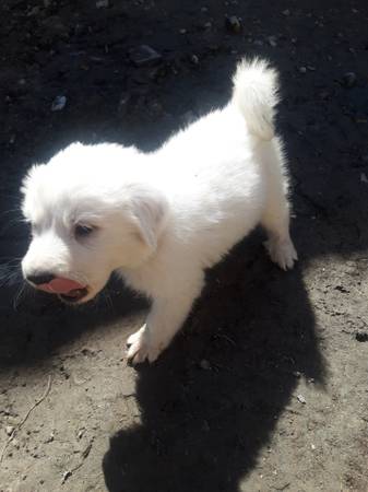 Great pyrenees puppies $150