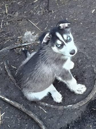 Husky/Malamute pups