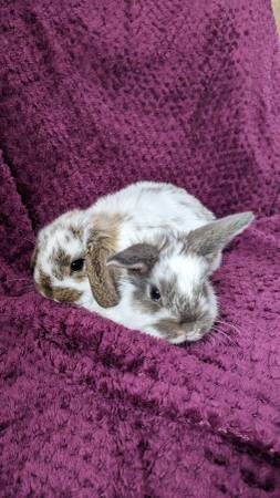 Holland Lop bunnies New Litter! Ready Now!