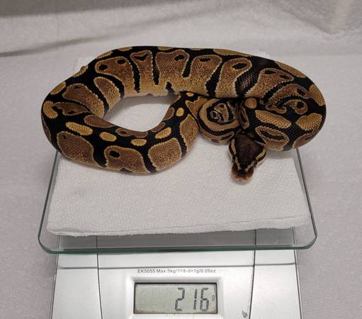 Rehoming ball pythons