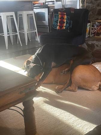 Rehoming 6 month old female Doberman