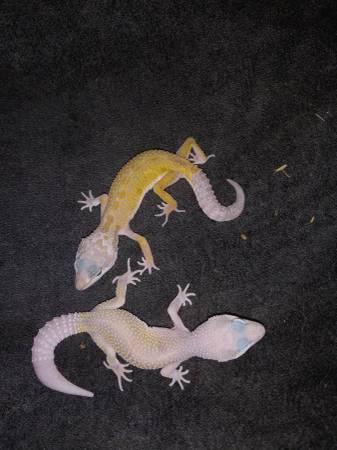 Juvenile Leopard Geckos