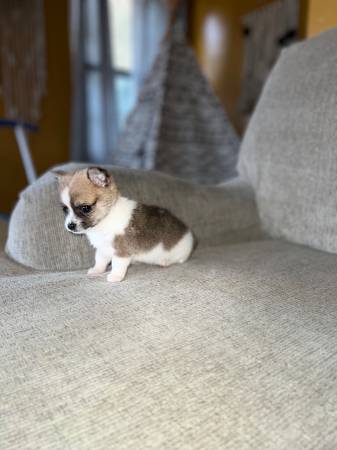 Long hair chihuahua puppy