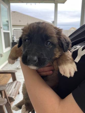 Saint Bernard/German Shepherd Puppies