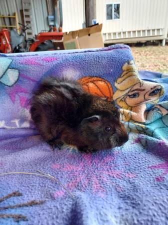 Baby guinea pigs