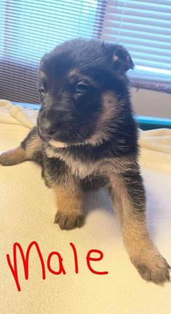 AKC Registered German Shepard Pups