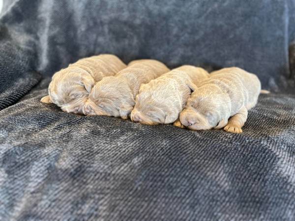 AKC Pure-bred Silver Labs