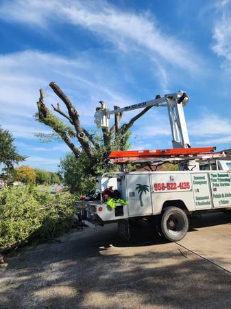 JUAN PALMAS ?? TRIMM ??PRUNING??STUMP??REMOVAL SERVICES??522-4135?