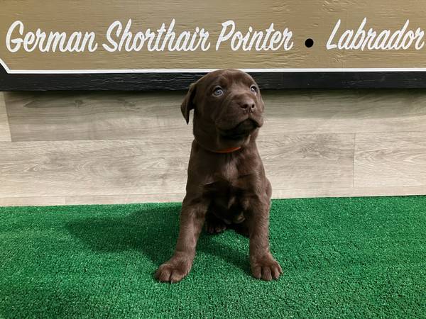 German Shorthaired Lab puppies