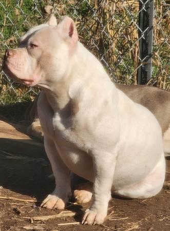 Male American Bully ABKC Rocko line