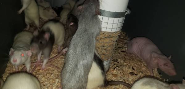 Feeder Rats Available