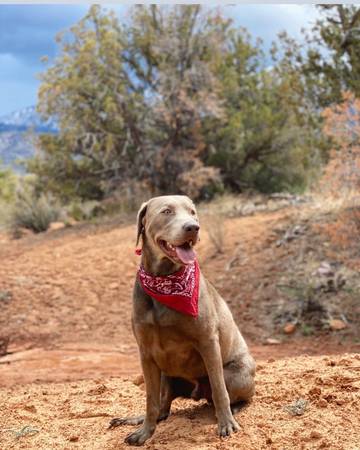 Lost silver lab dog