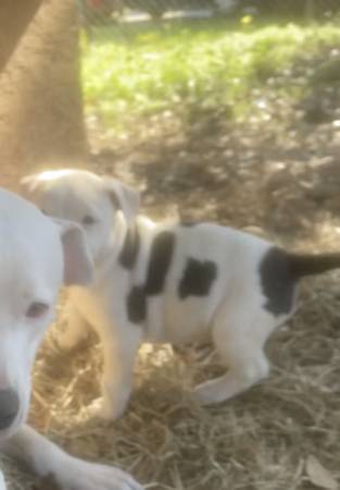 Pit bulldog puppies