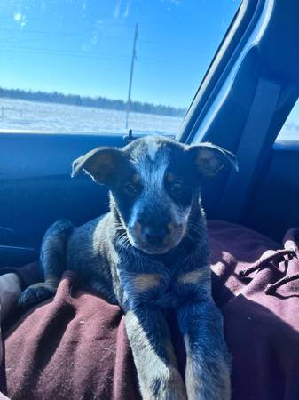 Heeler puppies