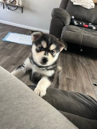 Pomsky F2b