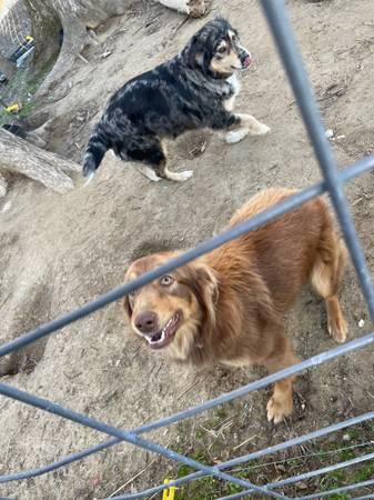 Australian Shepherd