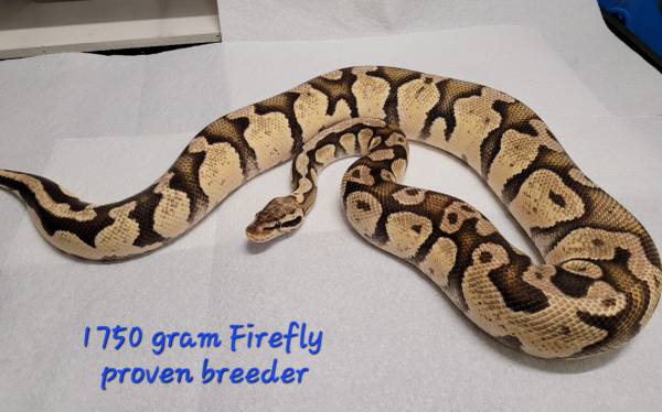 Rehoming ball pythons