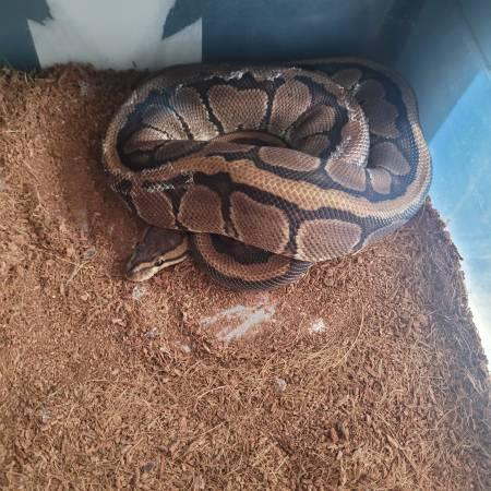 Rehoming Ball Python collection