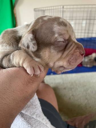 Pocket bully puppies