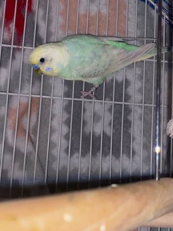 2 partner parakeets