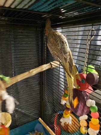 Baby Pearl Cockatiels