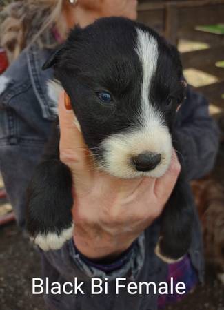 Australian Shepherds